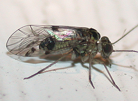 Hyalopsocus striatus Hyalopsocus striatus